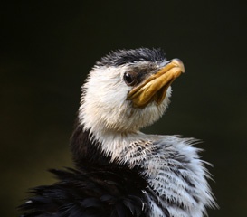 Wet pied cormorant